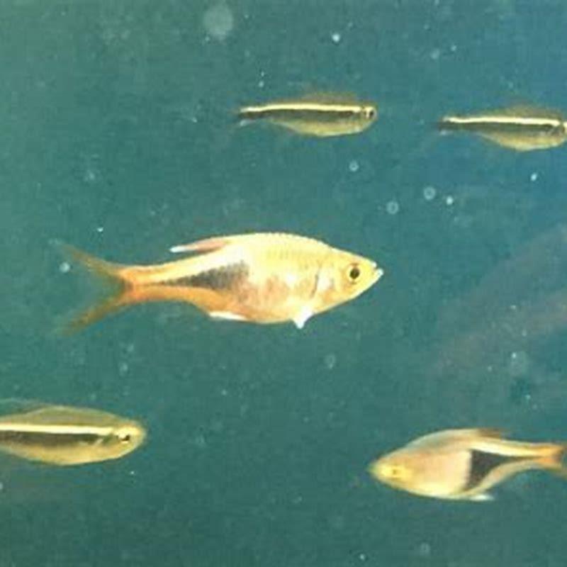 Why Do My Rasboras Keep Dying DIY Seattle why-do-my-rasboras-keep-dying-diy-seattle