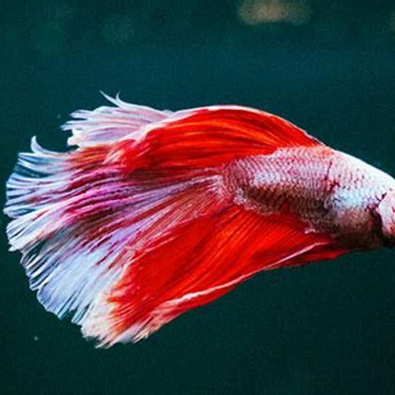 Why do they call them betta fish?