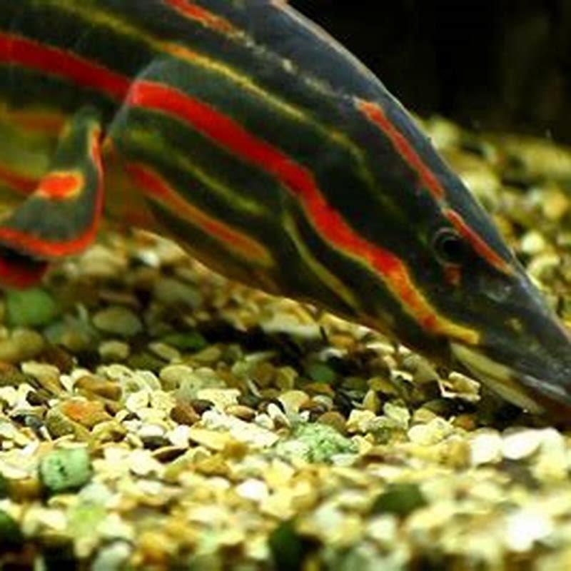 Why is a fire eel not an eel?