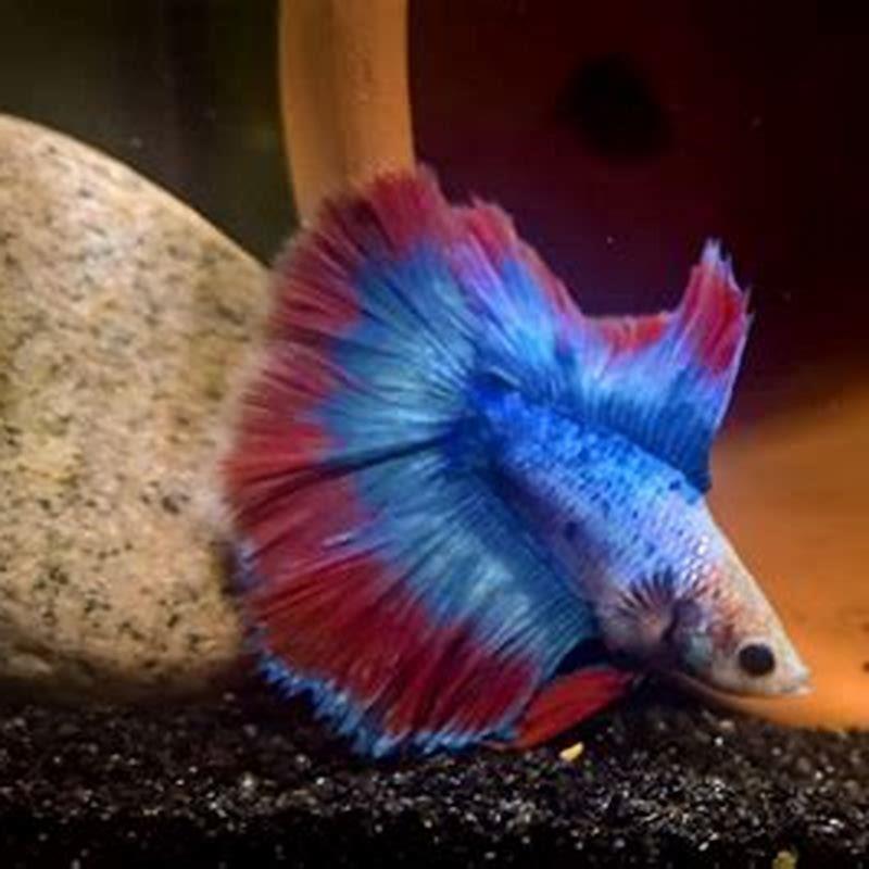 Why is my betta swimming around crazy?