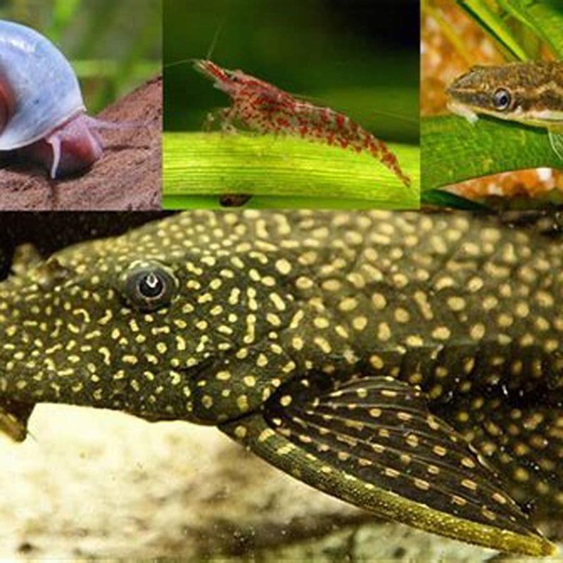 Will algae eaters eat small fish?