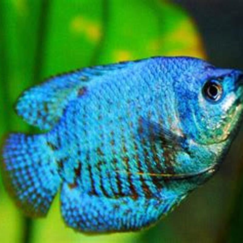 Will gouramis eat live plants?