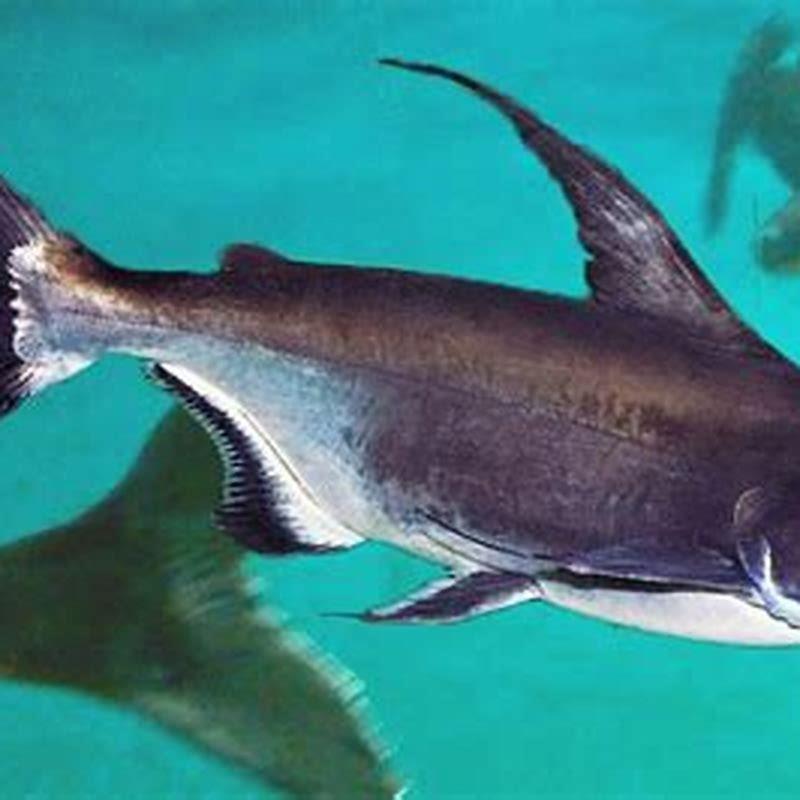 Will iridescent sharks eat fish?
