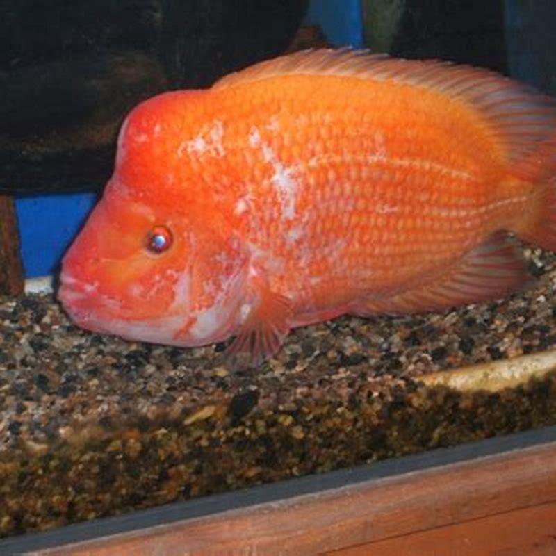 Will red devil fish eat other fish?