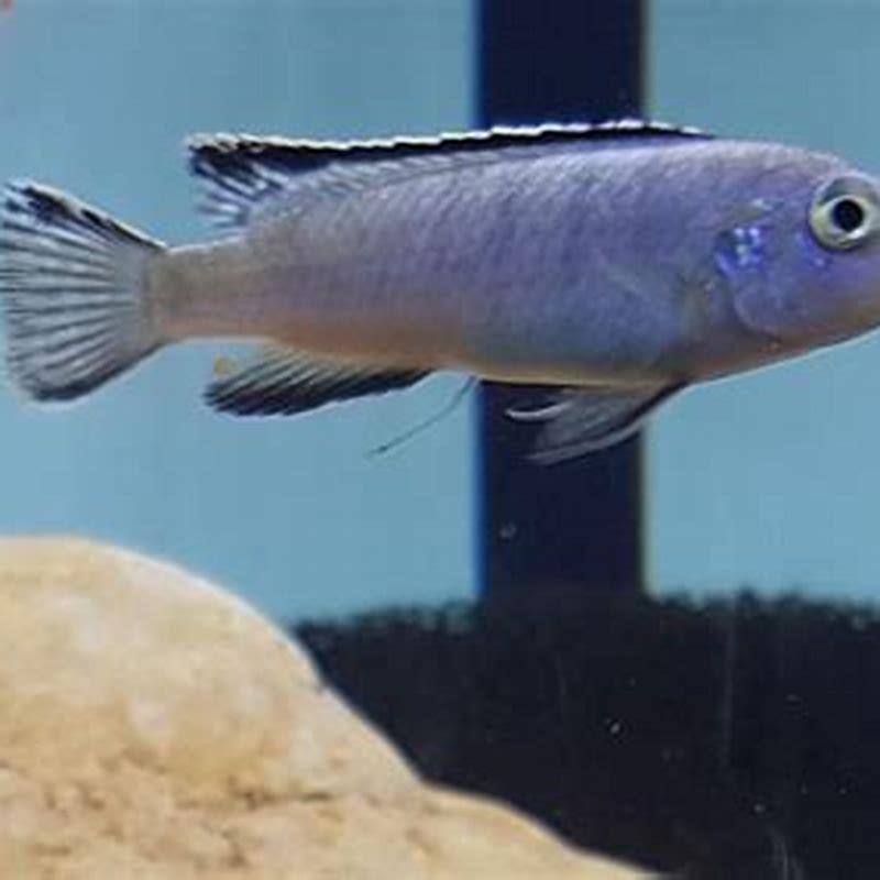 Are African cichlids meat eaters?