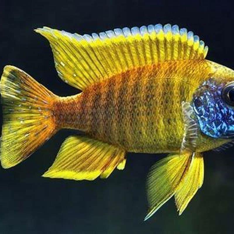 Are African peacock cichlids aggressive?