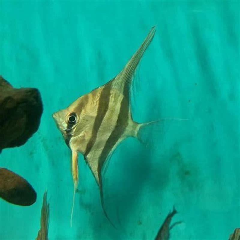 Are Altum angelfish rare?