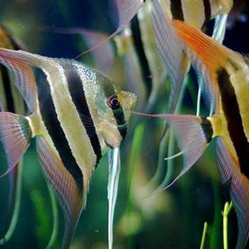 Are angelfish hard to keep?