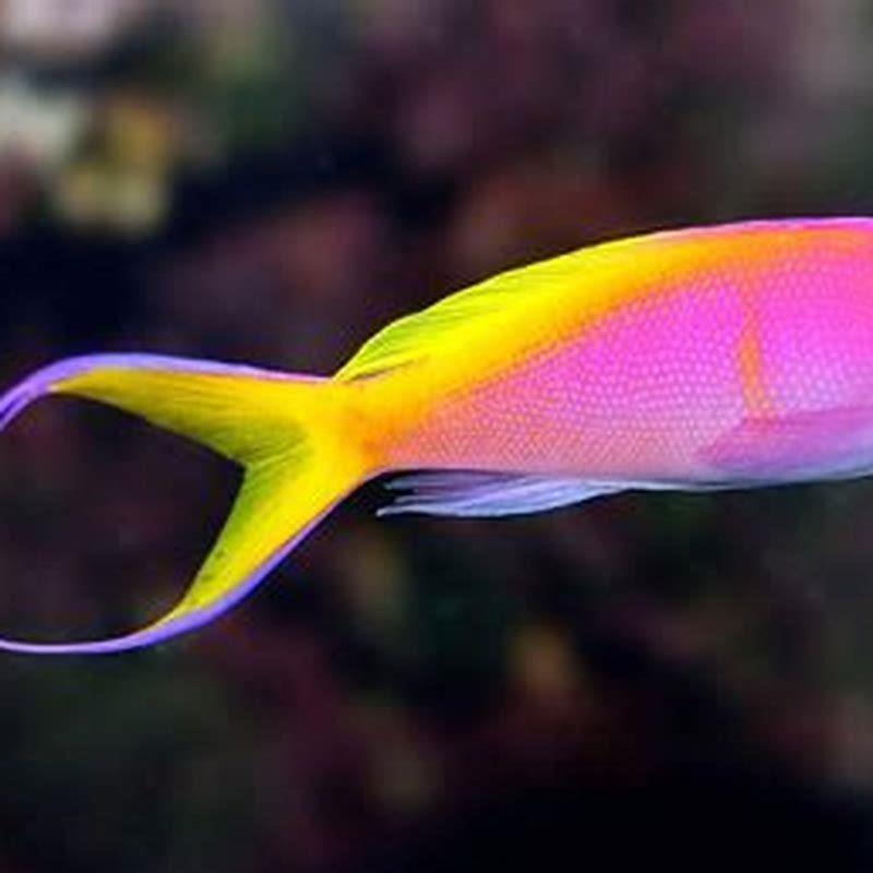 Are anthias aggressive?