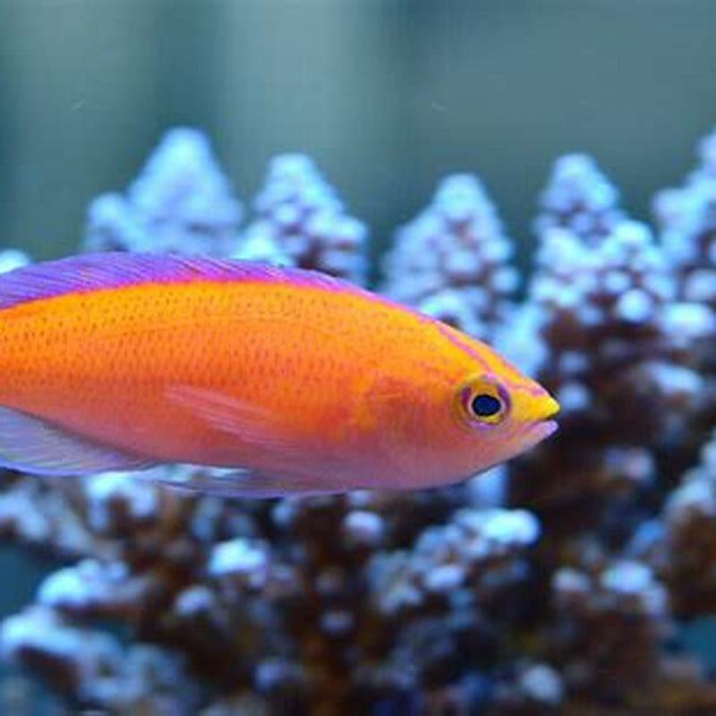 Are anthias peaceful?