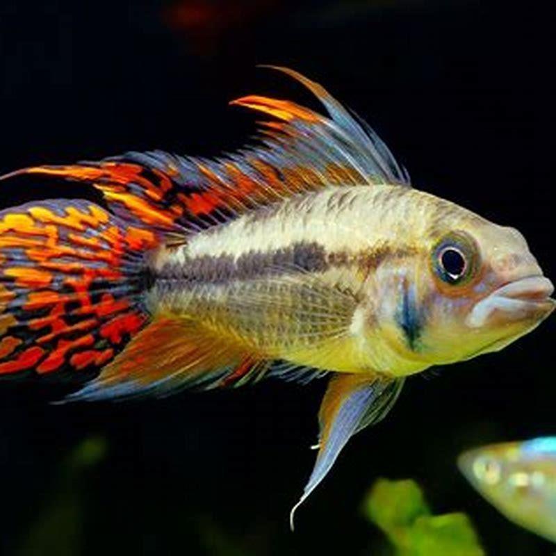 Are Apistogramma easy to care for? - DIY Seattle