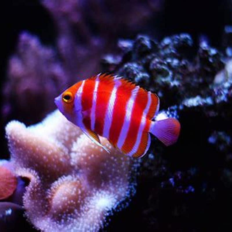 Are aquarium fish expensive?