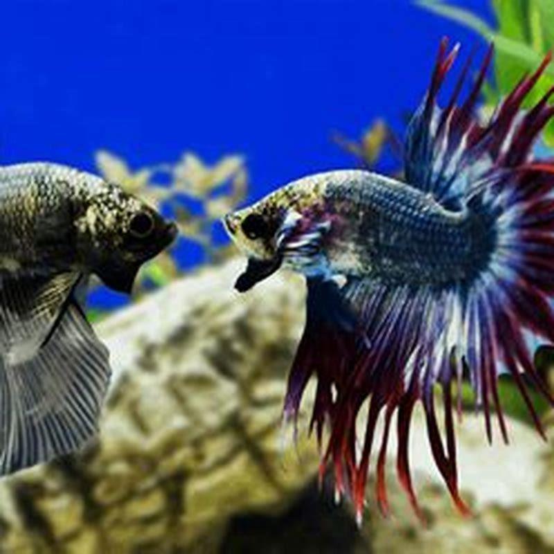 Are betta fish and Japanese fighting fish the same?