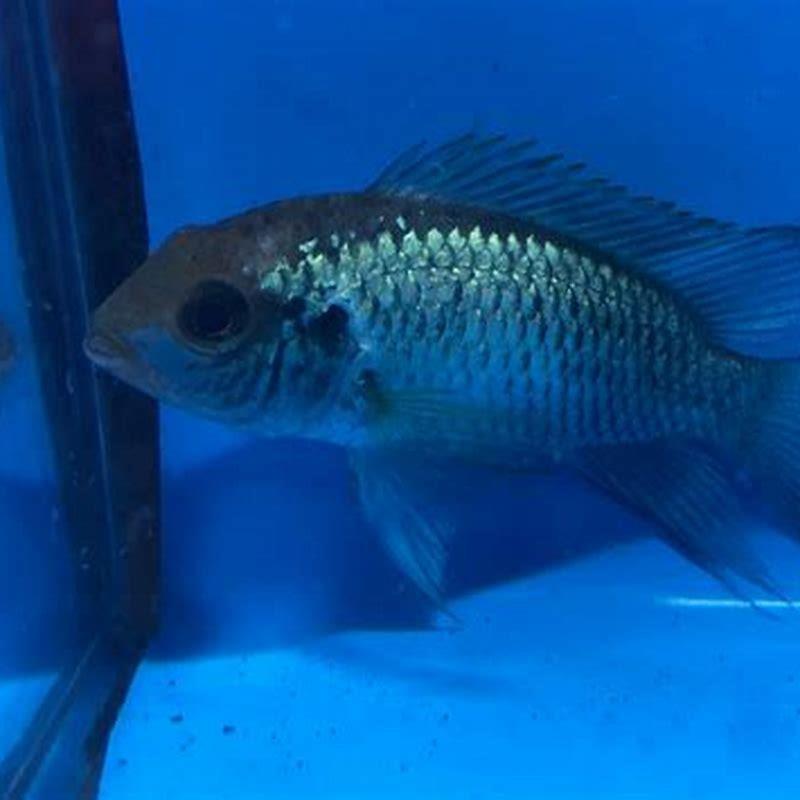 Are Blue Acara Cichlids Aggressive DIY Seattle