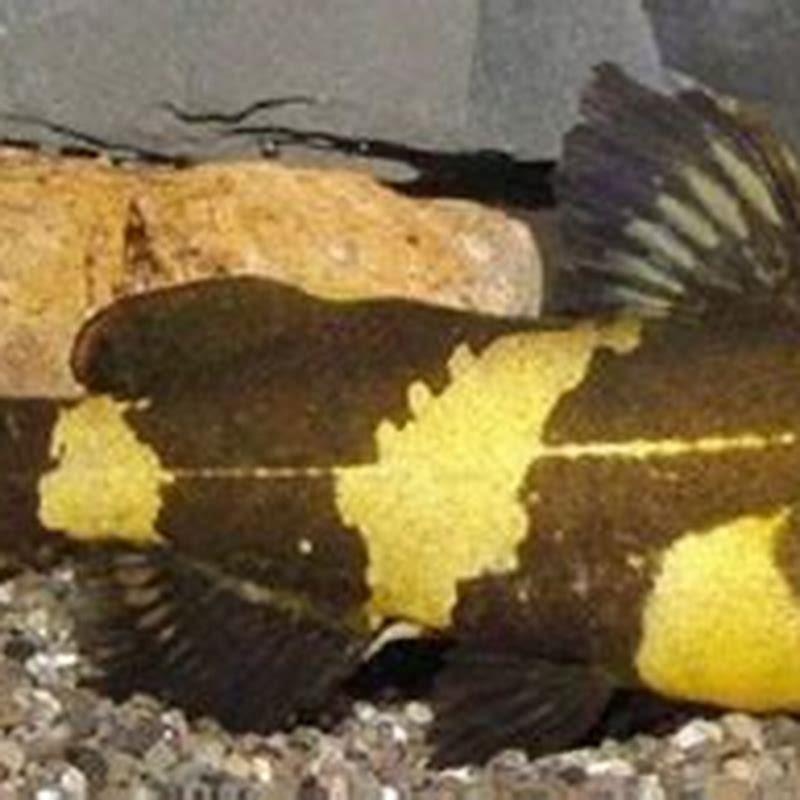 Are bumblebee catfish aggressive?