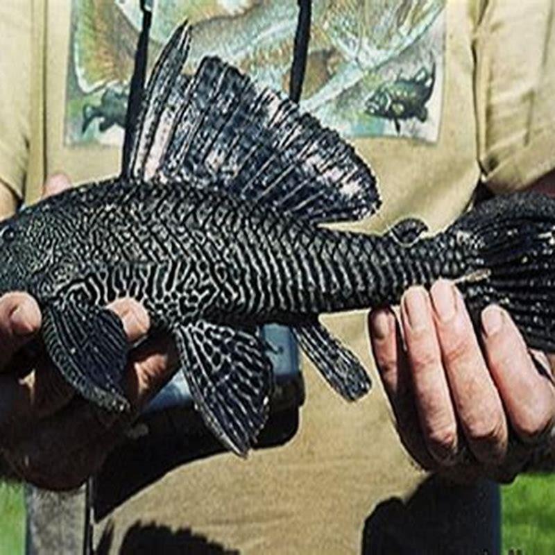 Are catfish invasive to Florida?