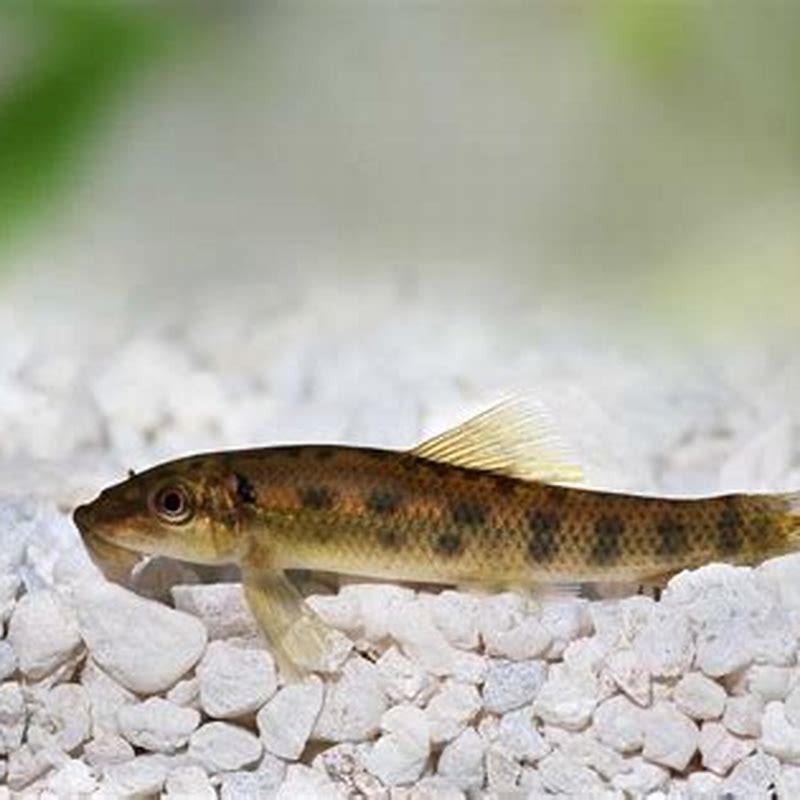 Are Chinese algae eaters community fish?