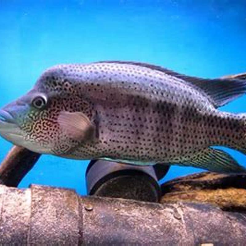 Are cichlid fish aggressive?