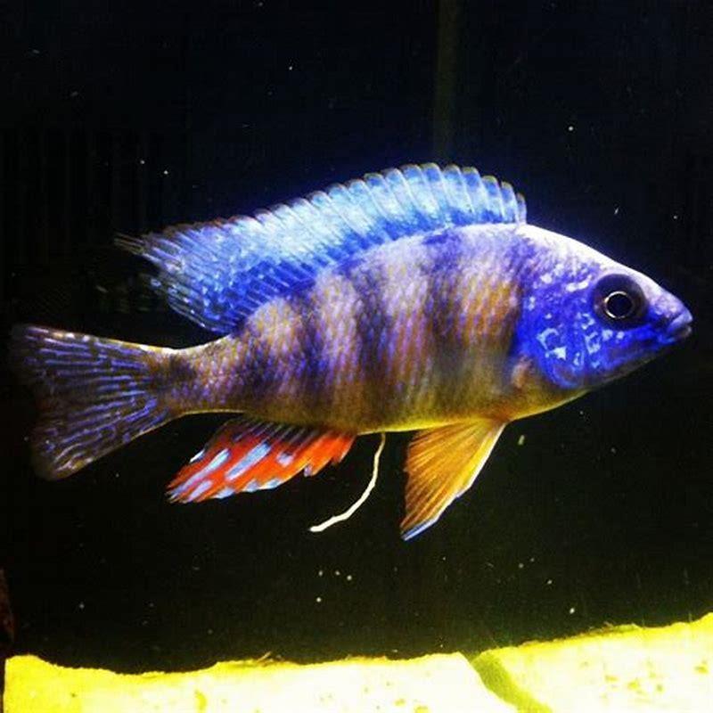 Are cichlids fish territorial?