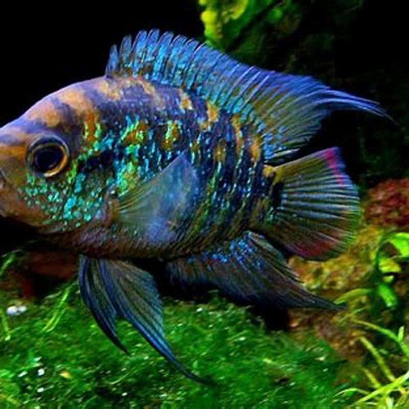 Are cichlids hard water?