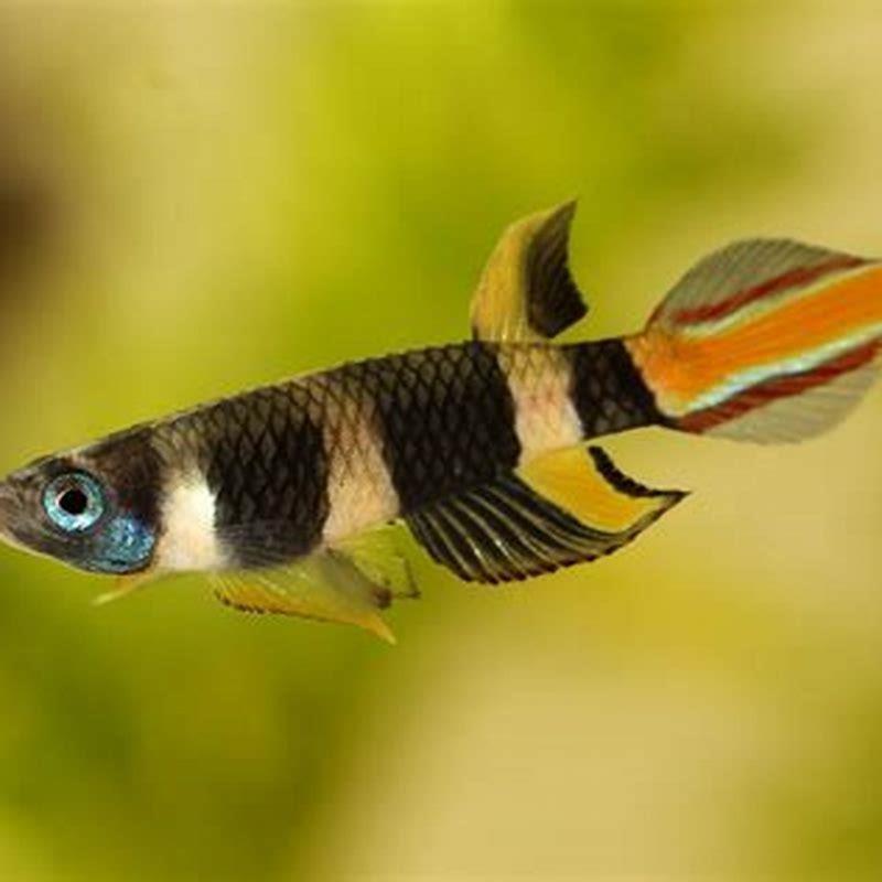 Are Clown Killifish peaceful?