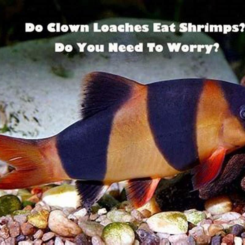 Are Clown loaches safe with shrimp?