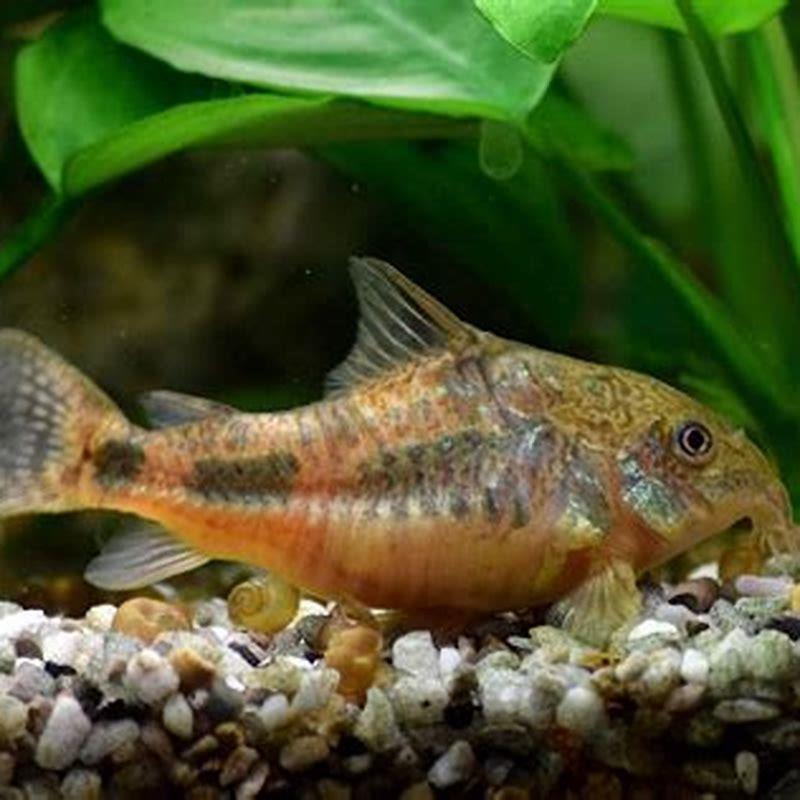 Are cory catfish toxic?