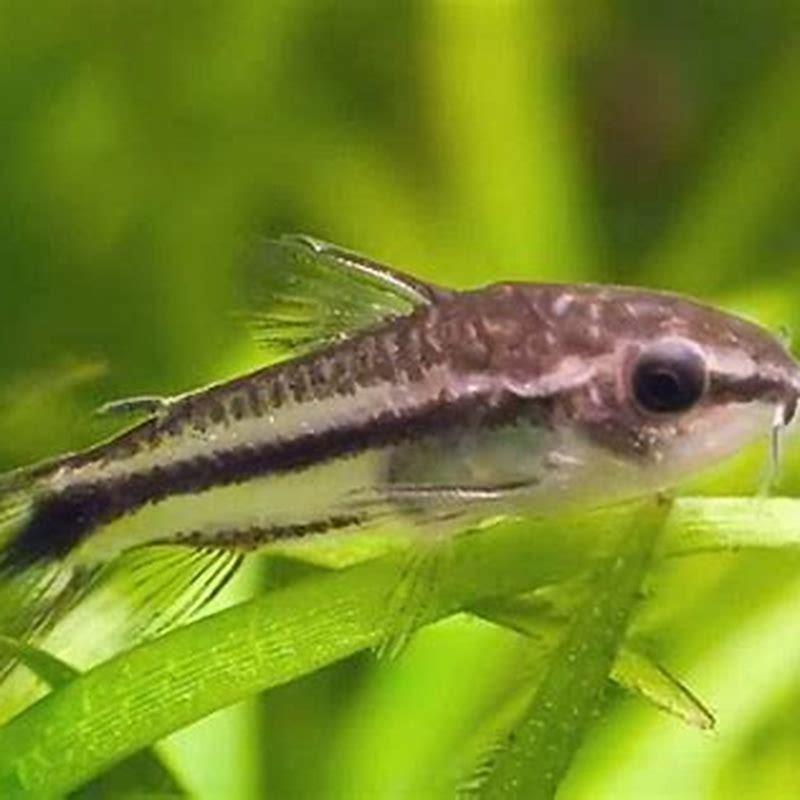Are corydoras easy to keep?