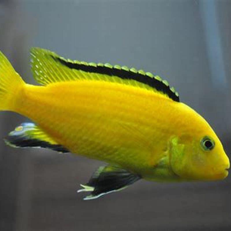 Are electric yellow cichlids mbuna?