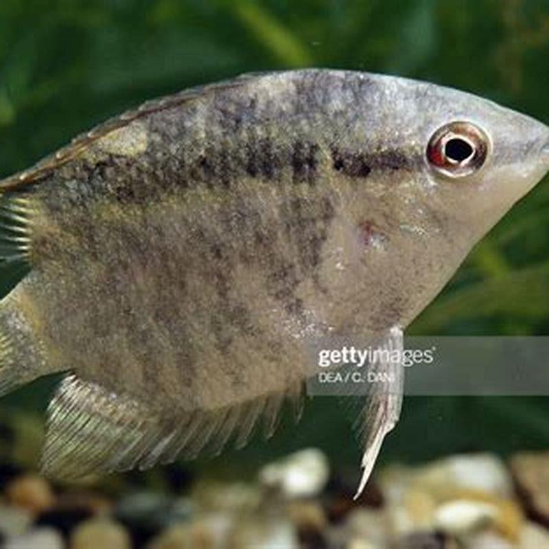 Are flag cichlids aggressive?