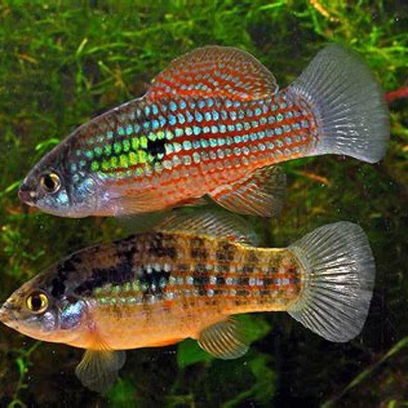 Are Flagfish aggressive?