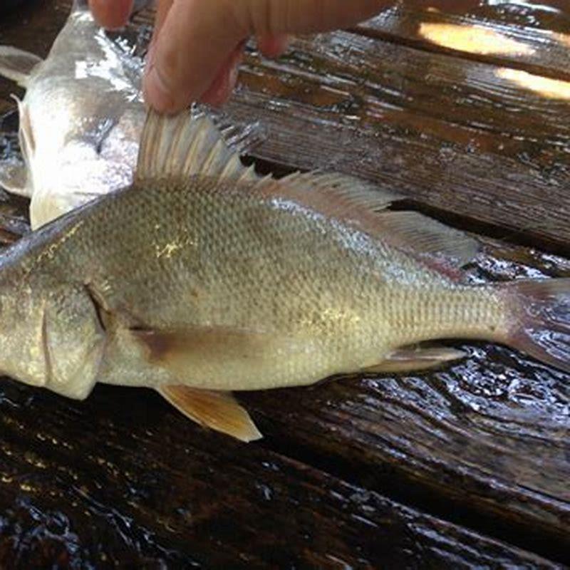 Are freshwater white perch good eating?