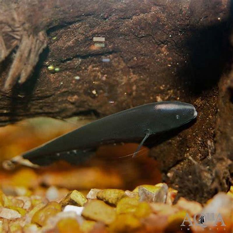 Are Ghost Knifefish predators?