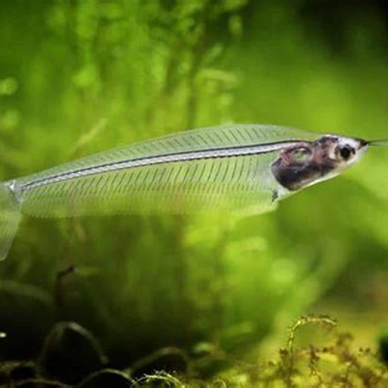 Are glass catfish Aggressive?