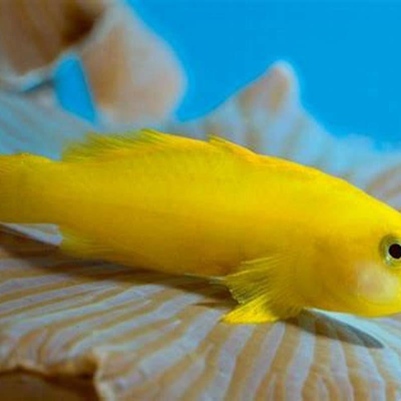 Are gobies aggressive?