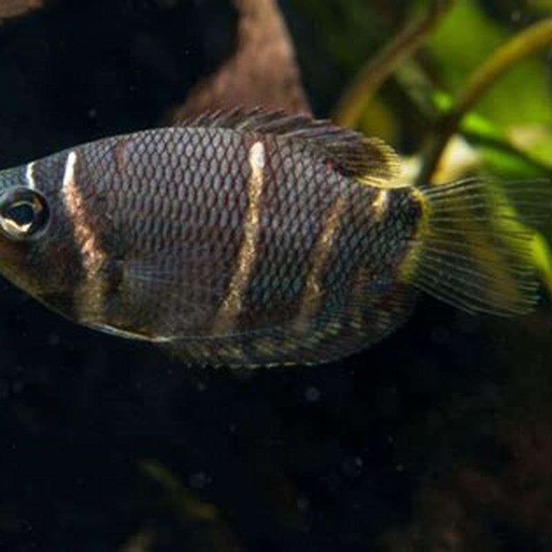 Are gouramis playful?