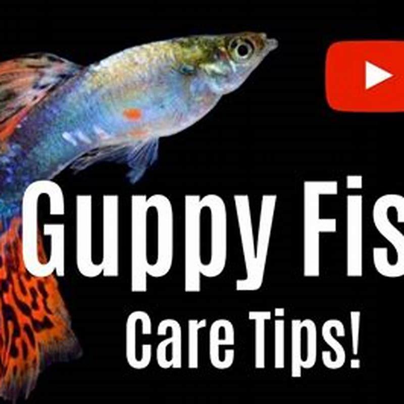 Are guppy fish easy to care for? DIY Seattle