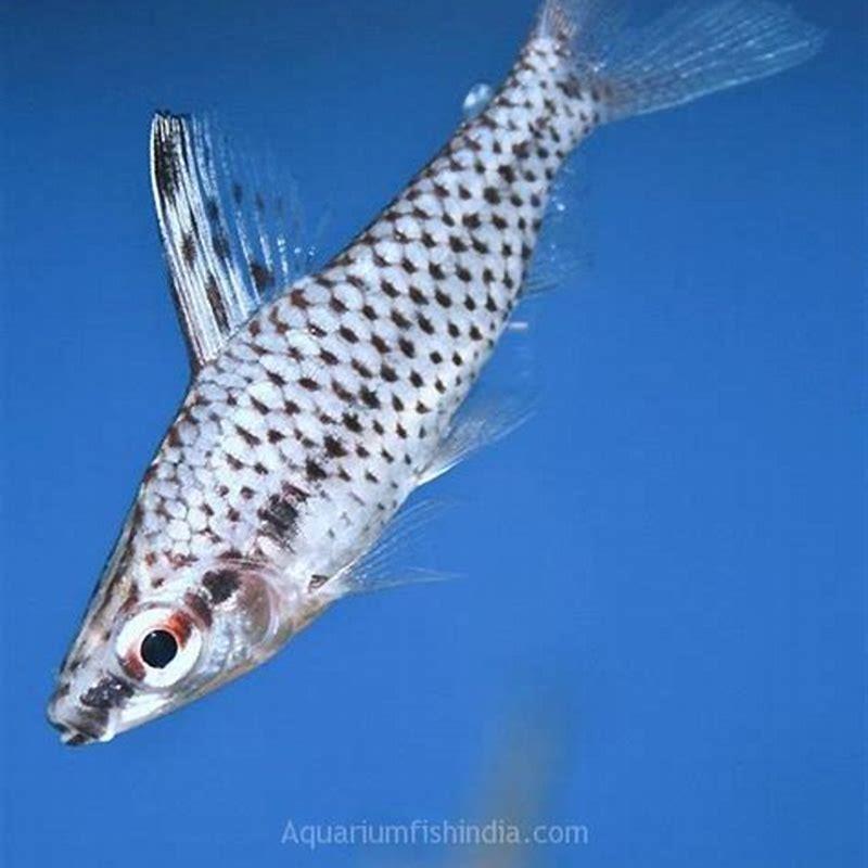 Are headstander fish aggressive?