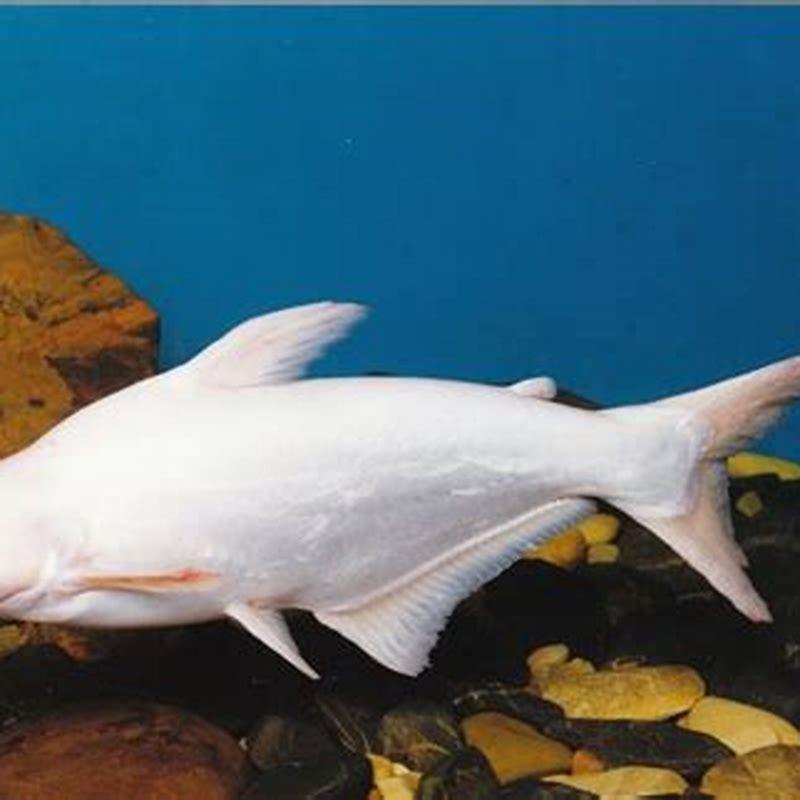 Are iridescent sharks friendly?