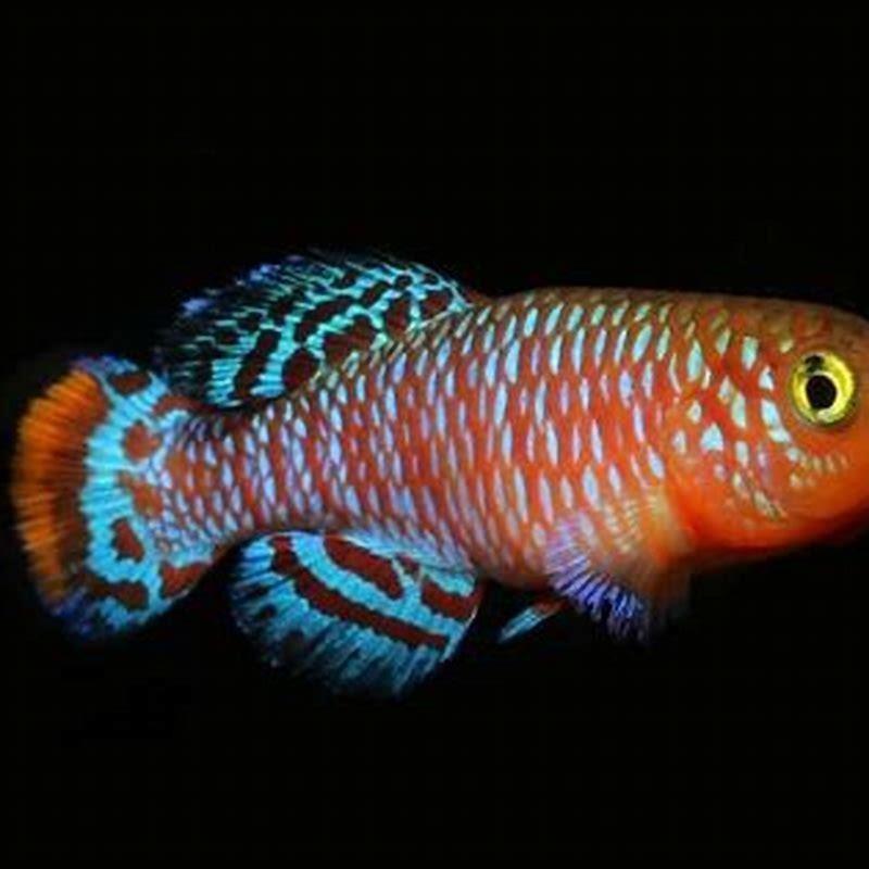Are killifish compatible with guppies?