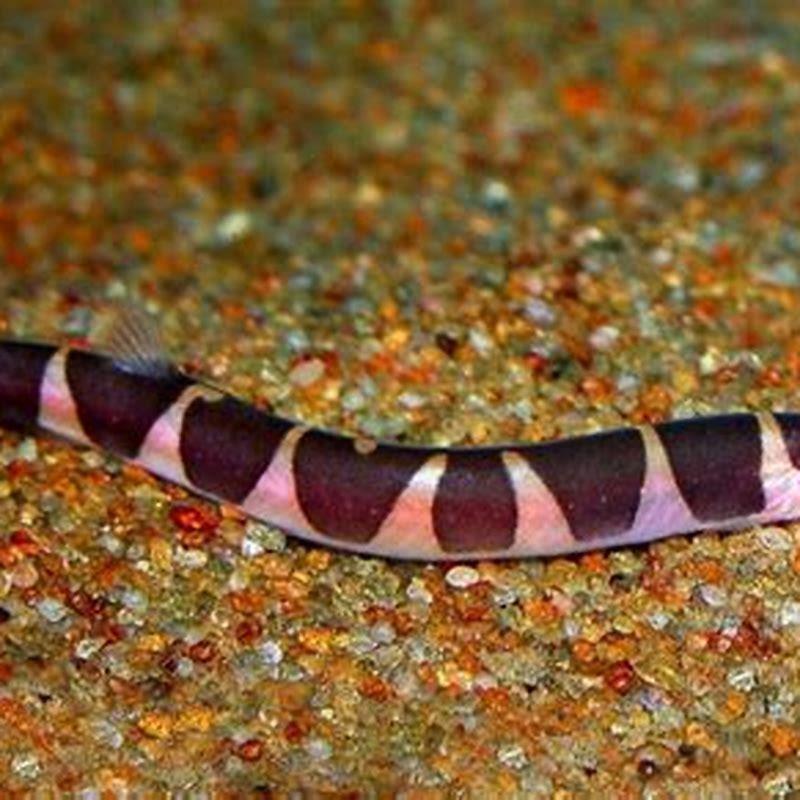 Are loaches a type of eel?