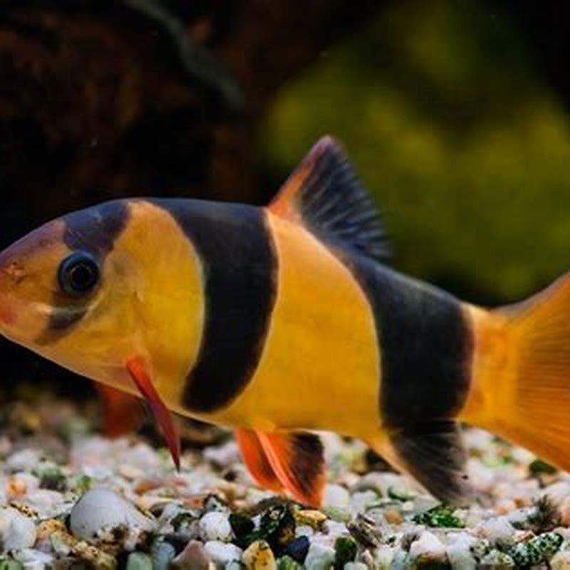 Are loaches aggressive fish?