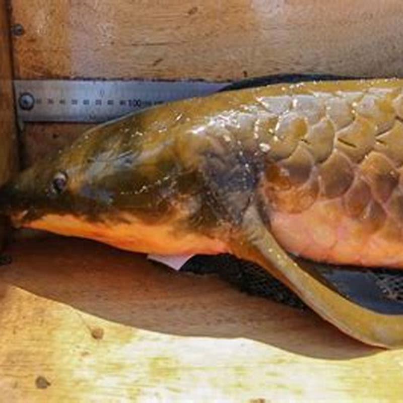 Are lung fish protected?