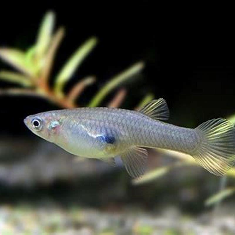 Are mosquitofish edible?