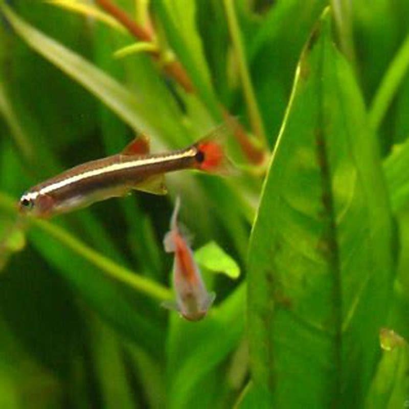Are mountain minnows a schooling fish?