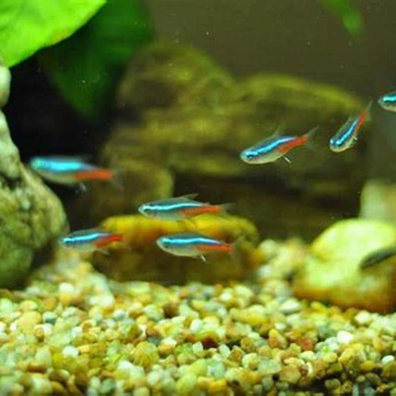 Are neon tetra fish easy to keep?