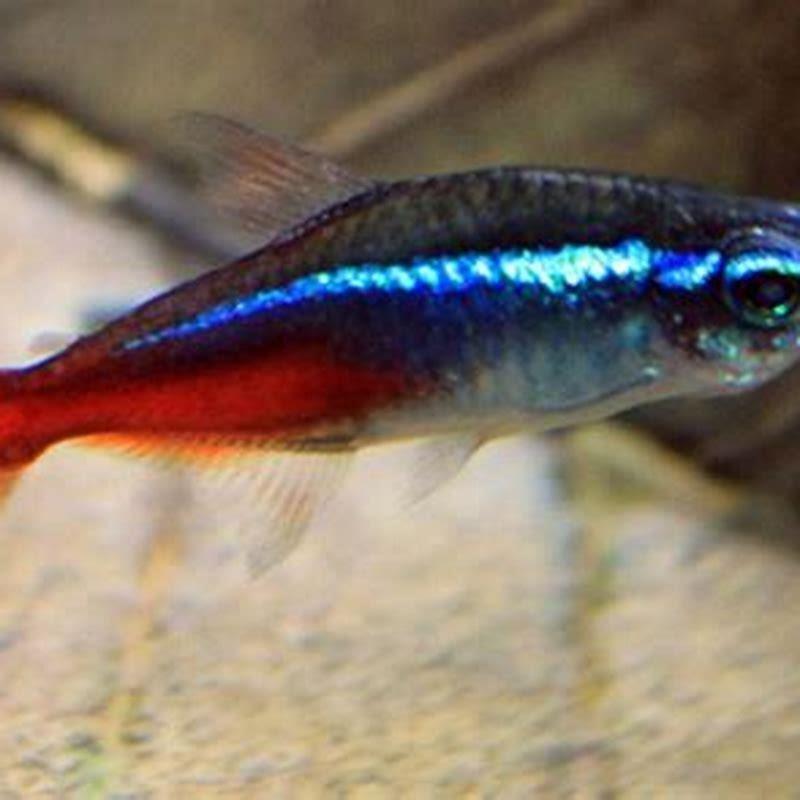 Are Neon Tetras Hard To Keep DIY Seattle tropical-fish-free-photo-download-freeimages