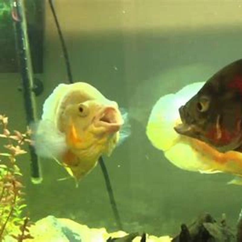 Are Oscar fish bullies?
