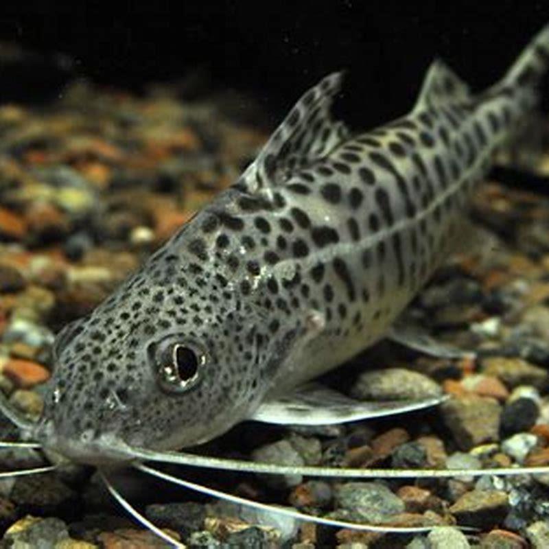 Are Pictus Catfish good algae eaters?
