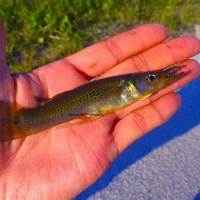 Are pike killifish aggressive?